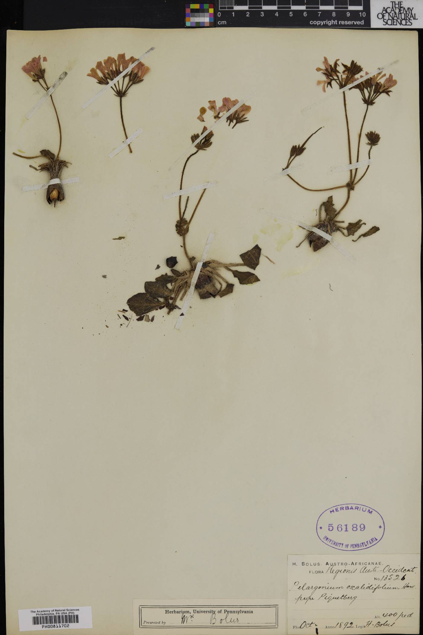 Pelargonium heterophyllum image