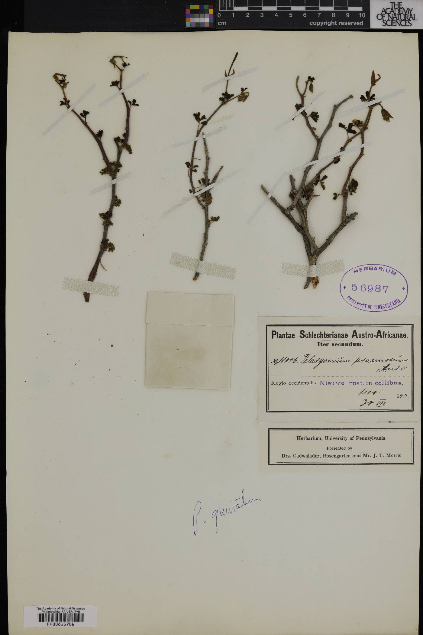 Pelargonium praemorsum image