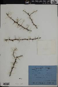 Image of Acacia ehrenbergiana