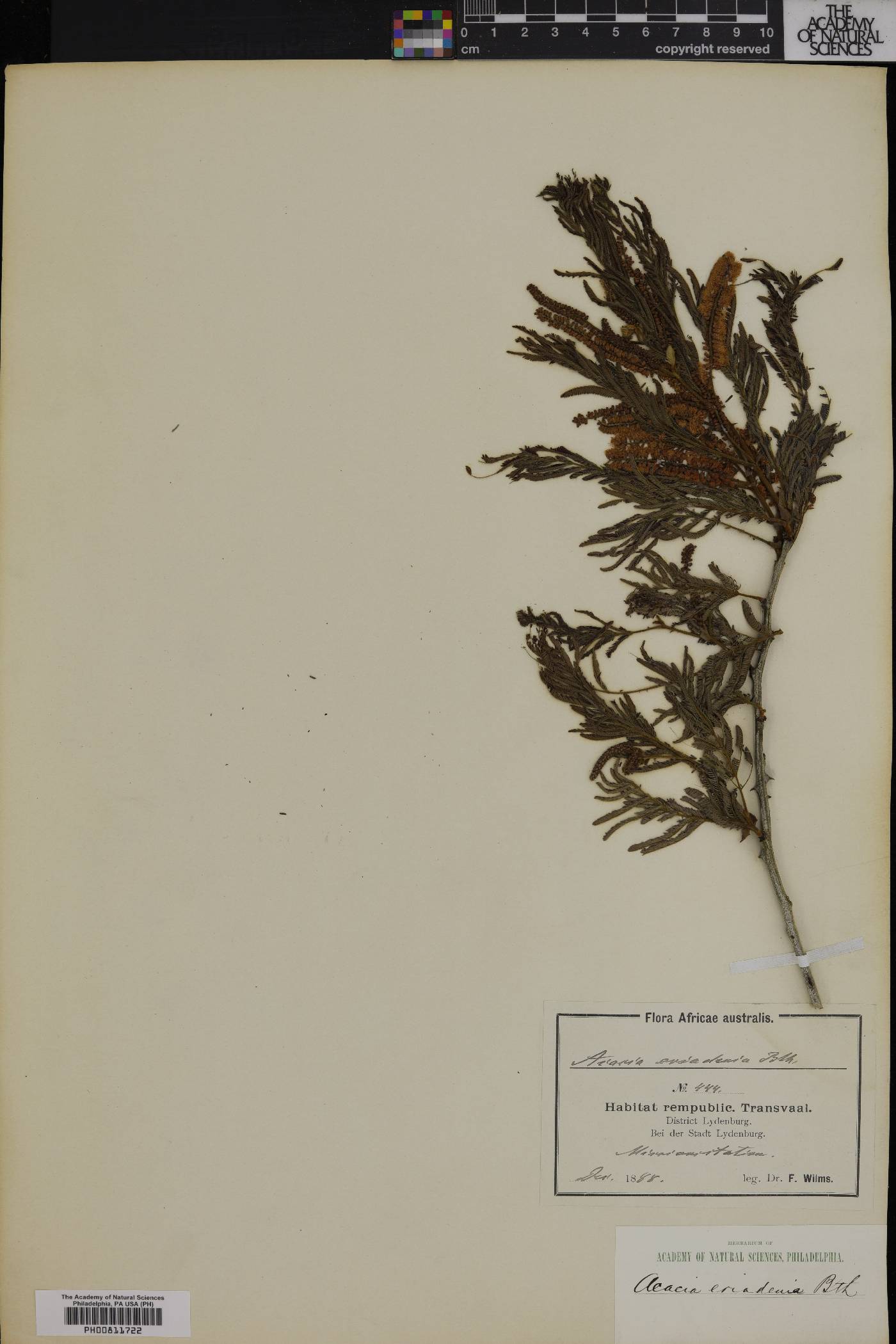 Acacia acradenia image