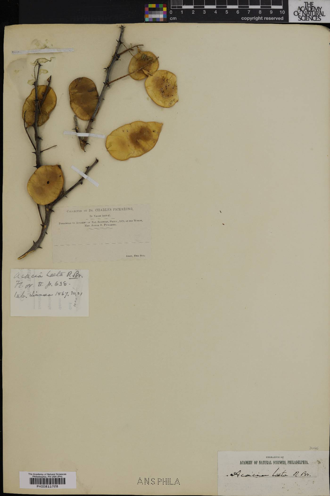 Acacia laeta image