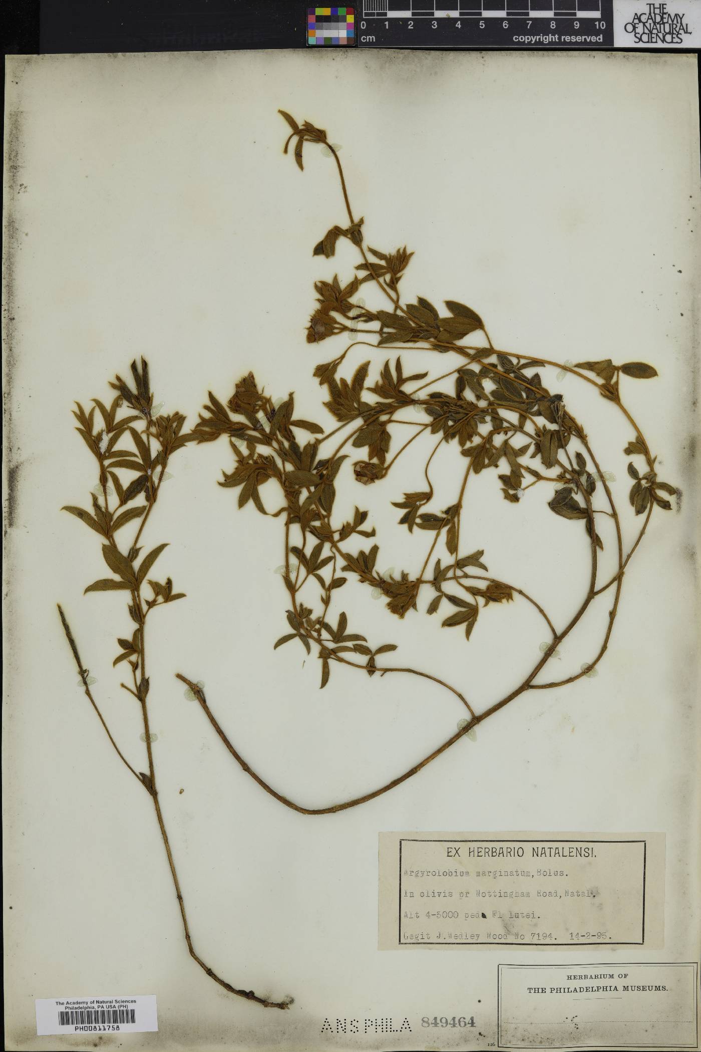 Argyrolobium marginatum image
