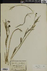 Argyrolobium filifolia image