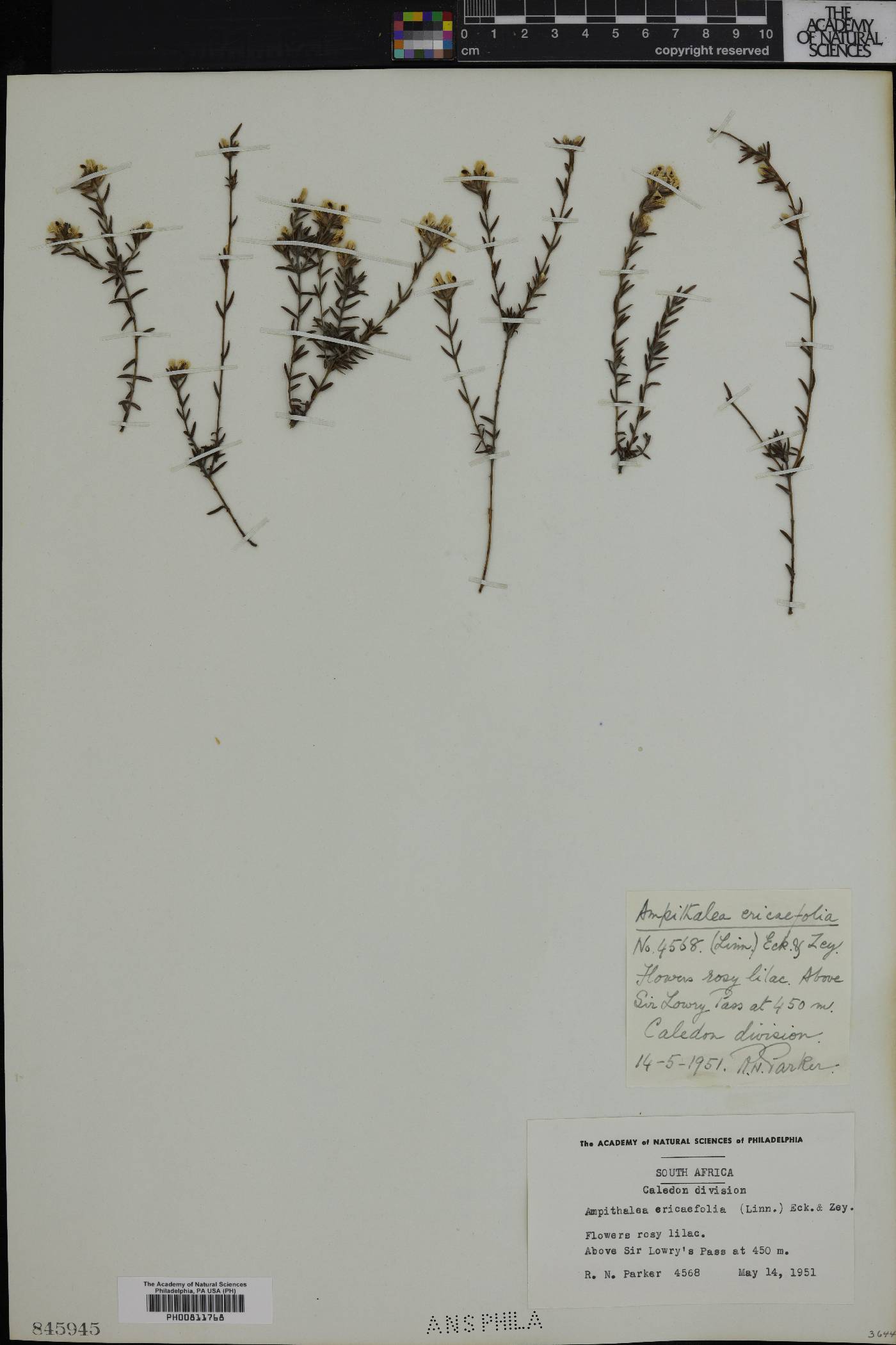 Amphithalea ericifolia image