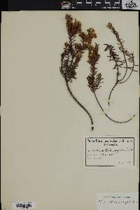 Amphithalea ericifolia image