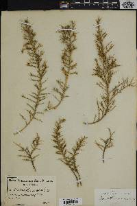 Image of Aspalathus acuminata