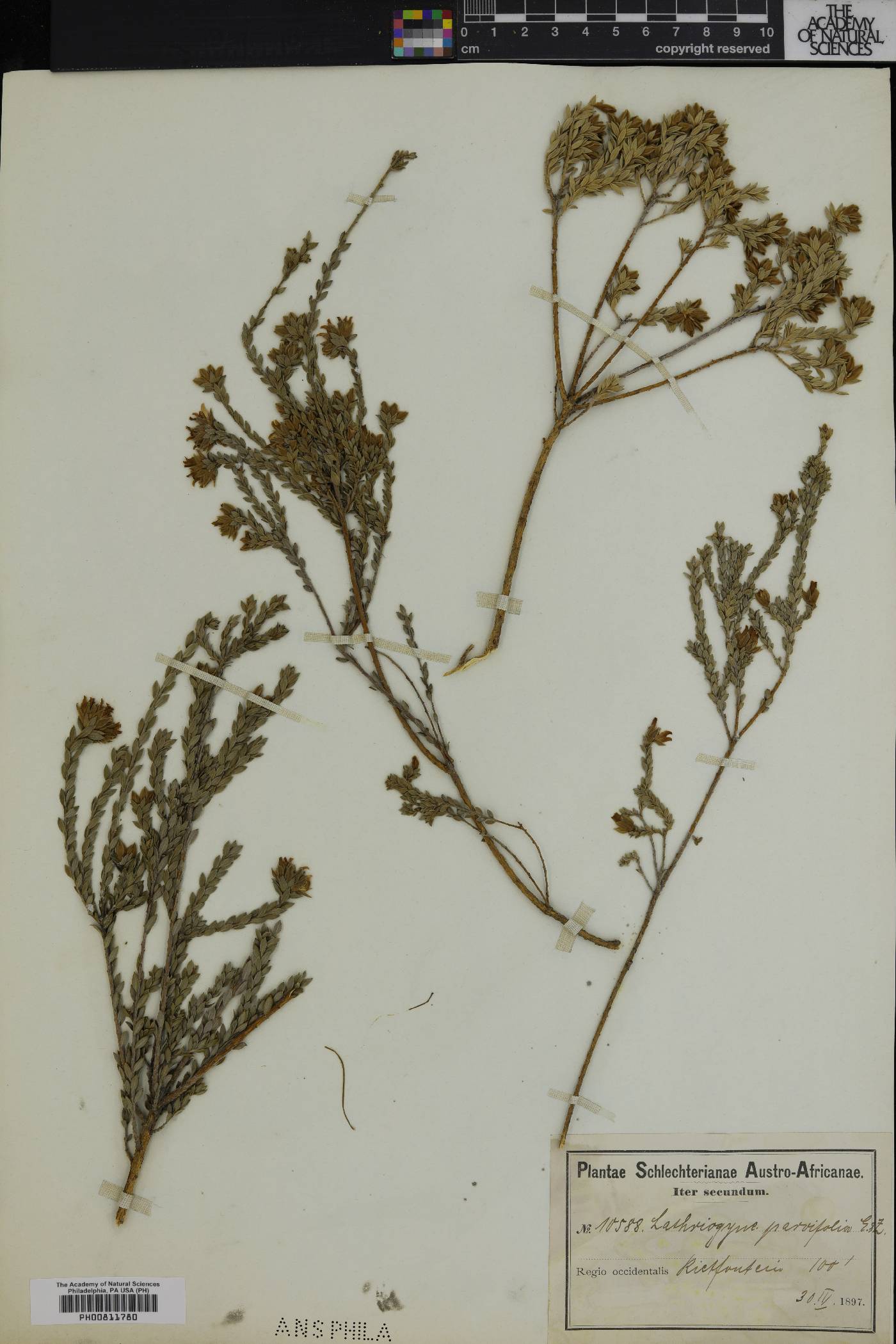 Oxalis luteola image