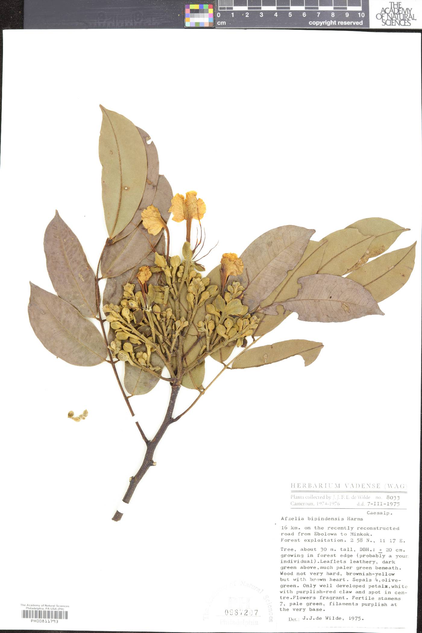 Afzelia bipindensis image