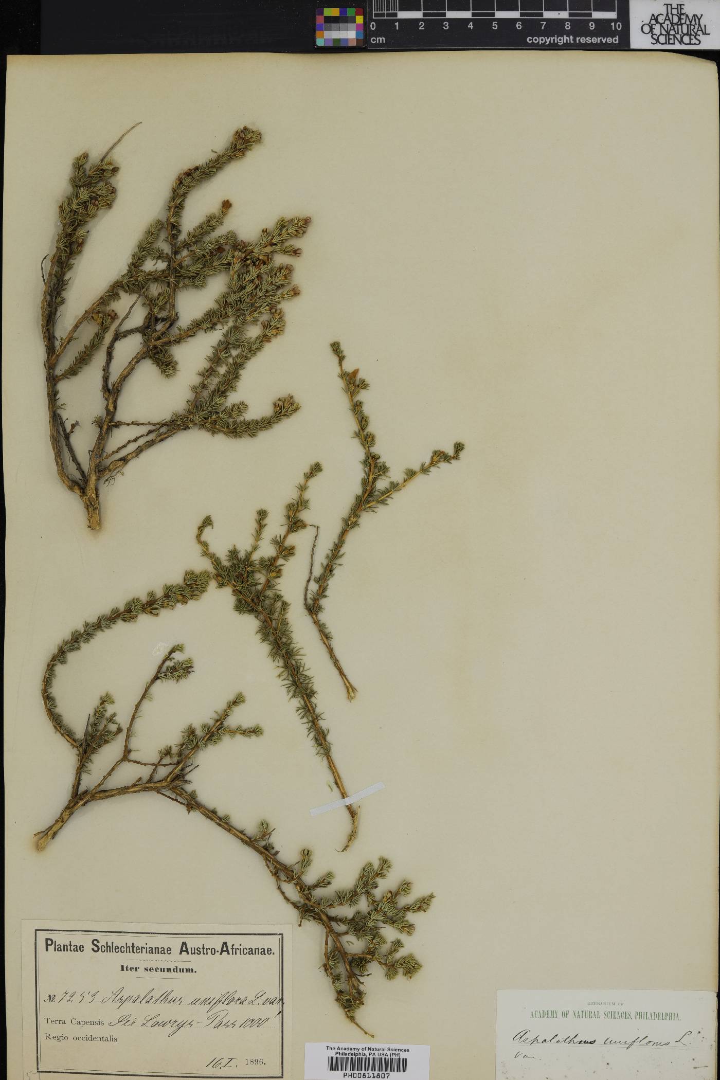 Aspalathus uniflora image