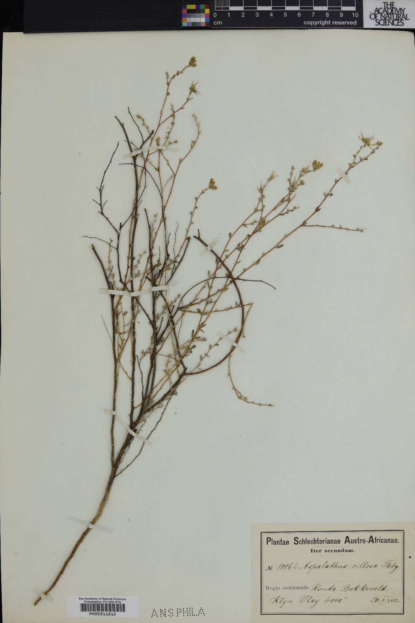 Aspalathus villosa image