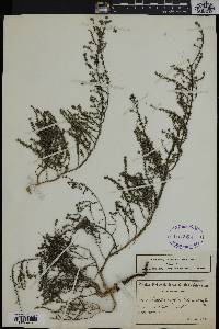 Media resource of Aspalathus crassisepala