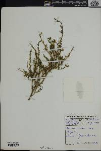 Image of Aspalathus abietina