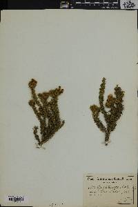 Image of Aspalathus aculeata