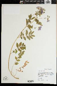 Polemonium reptans image