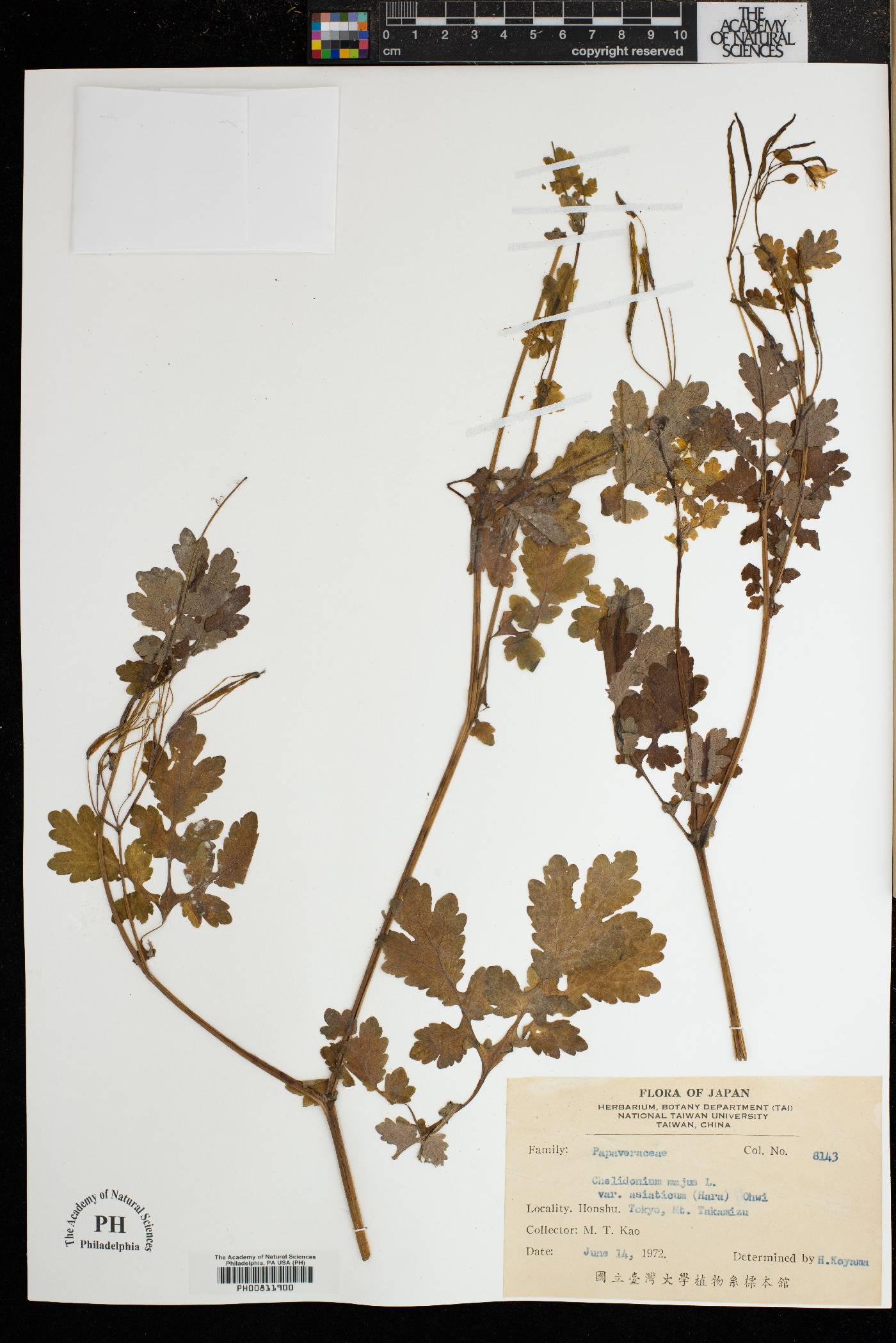Chelidonium asiaticum image