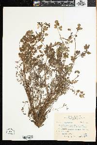 Corydalis heterocarpa image