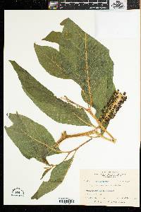 Phytolacca acinosa image