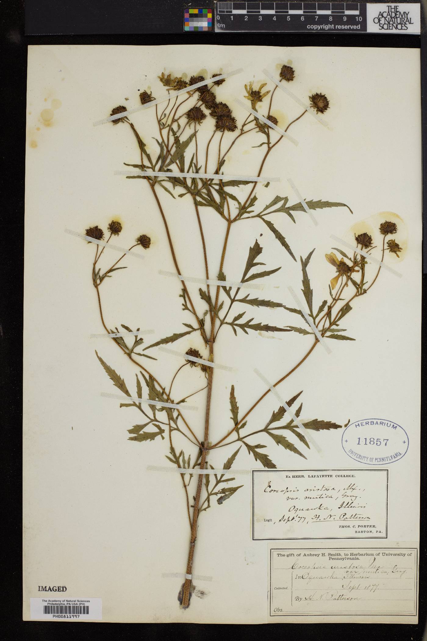 Coreopsis aristosa var. mutica image