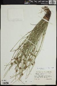 Schoenoplectiella saximontana image