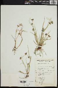 Image of Fuirena incrassata