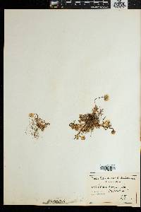 Ursinia nana subsp. nana image