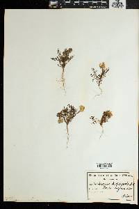 Image of Ursinia cakilefolia
