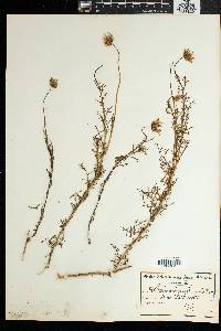 Image of Ursinia chrysanthemoides