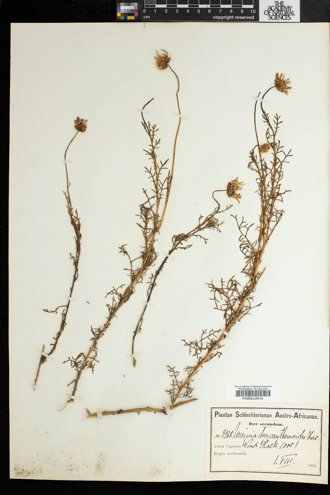 Ursinia chrysanthemoides image