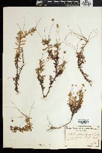 Image of Ursinia filipes