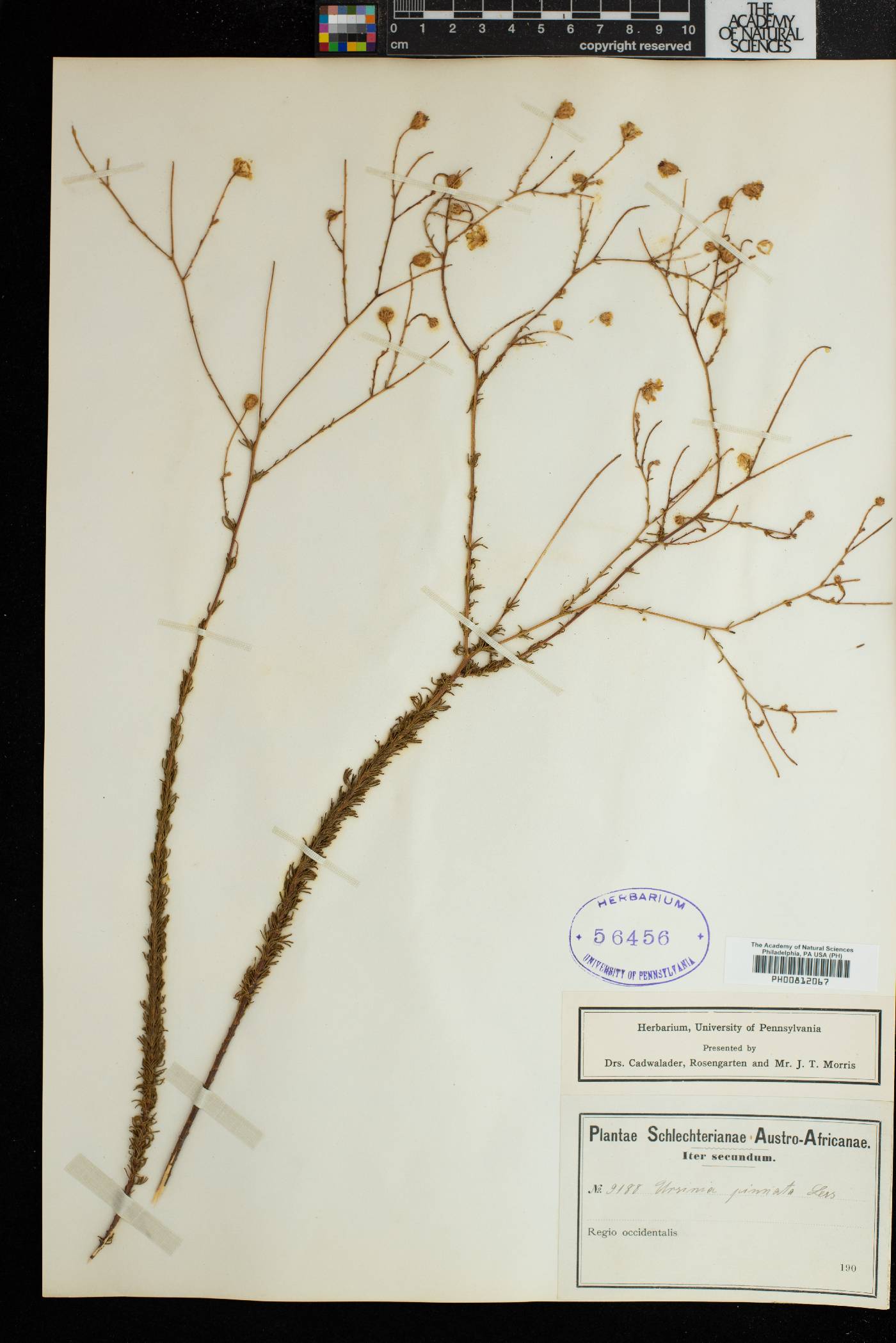 Ursinia pinnata image