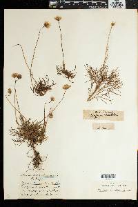 Ursinia tenuifolia image