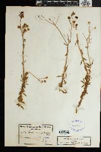 Image of Osteospermum amplectens