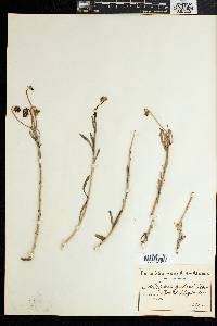 Image of Osteospermum oppositifolium