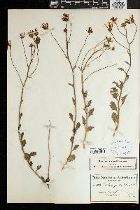 Image of Osteospermum grandiflorum