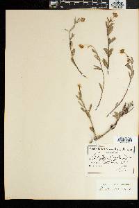Image of Osteospermum sinuatum