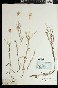 Xeranthemum annuum image