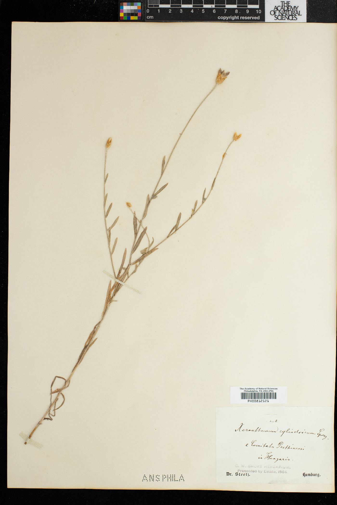 Xeranthemum cylindraceum image