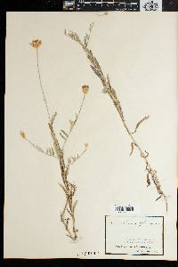 Xeranthemum cylindraceum image