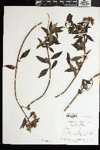 Vernonia pluvialis image