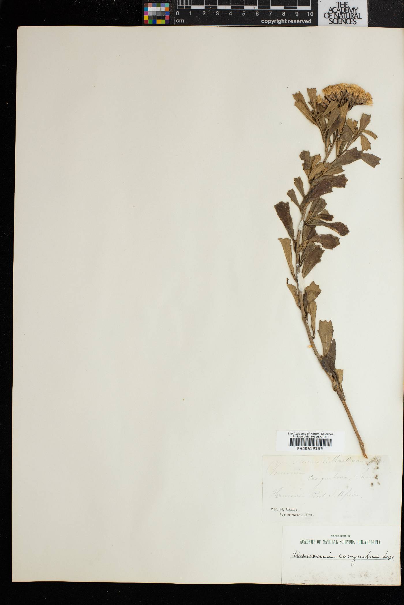 Vernonia corymbosa image