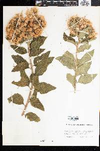 Baccharoides lasiopus image