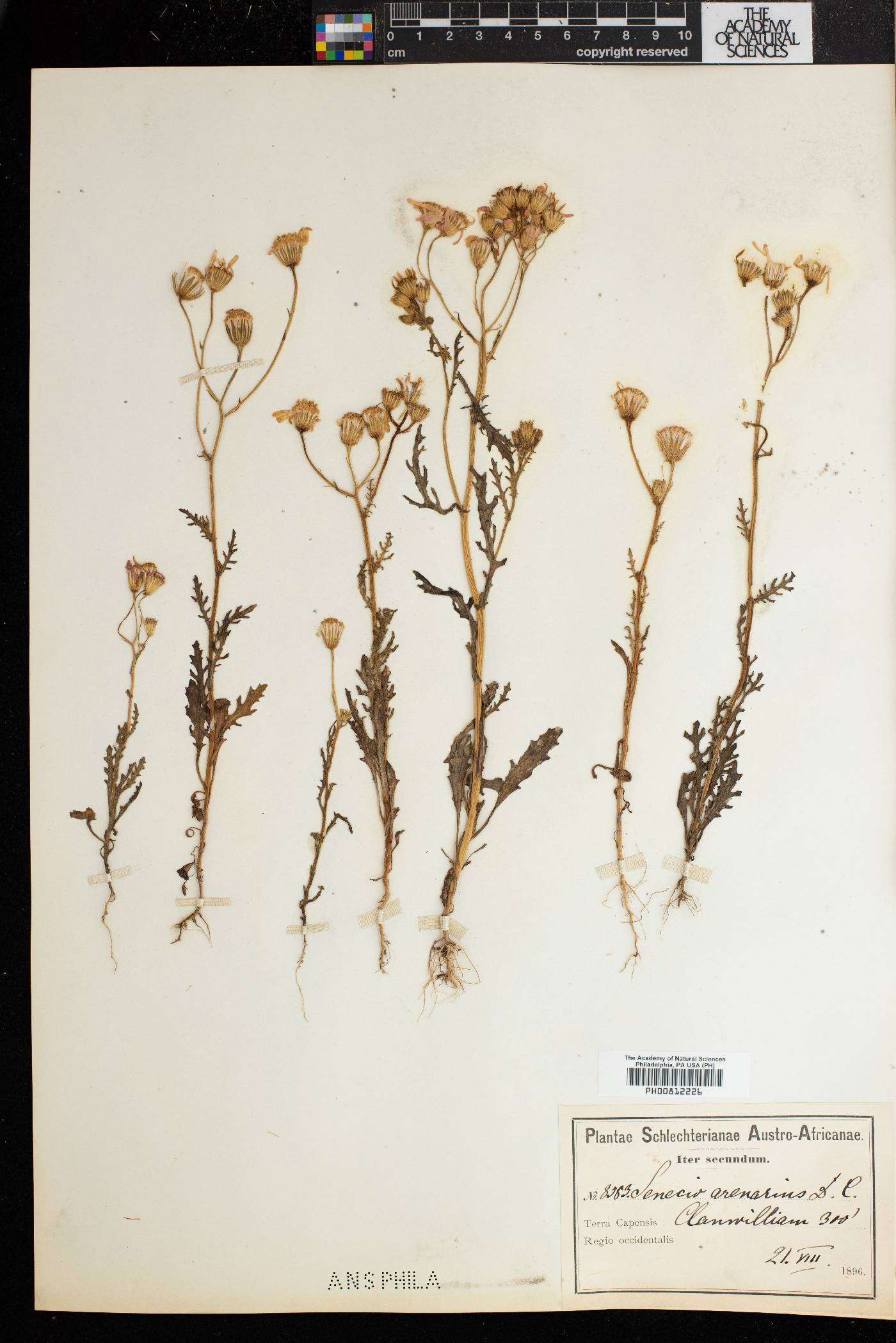 Senecio arenarius image