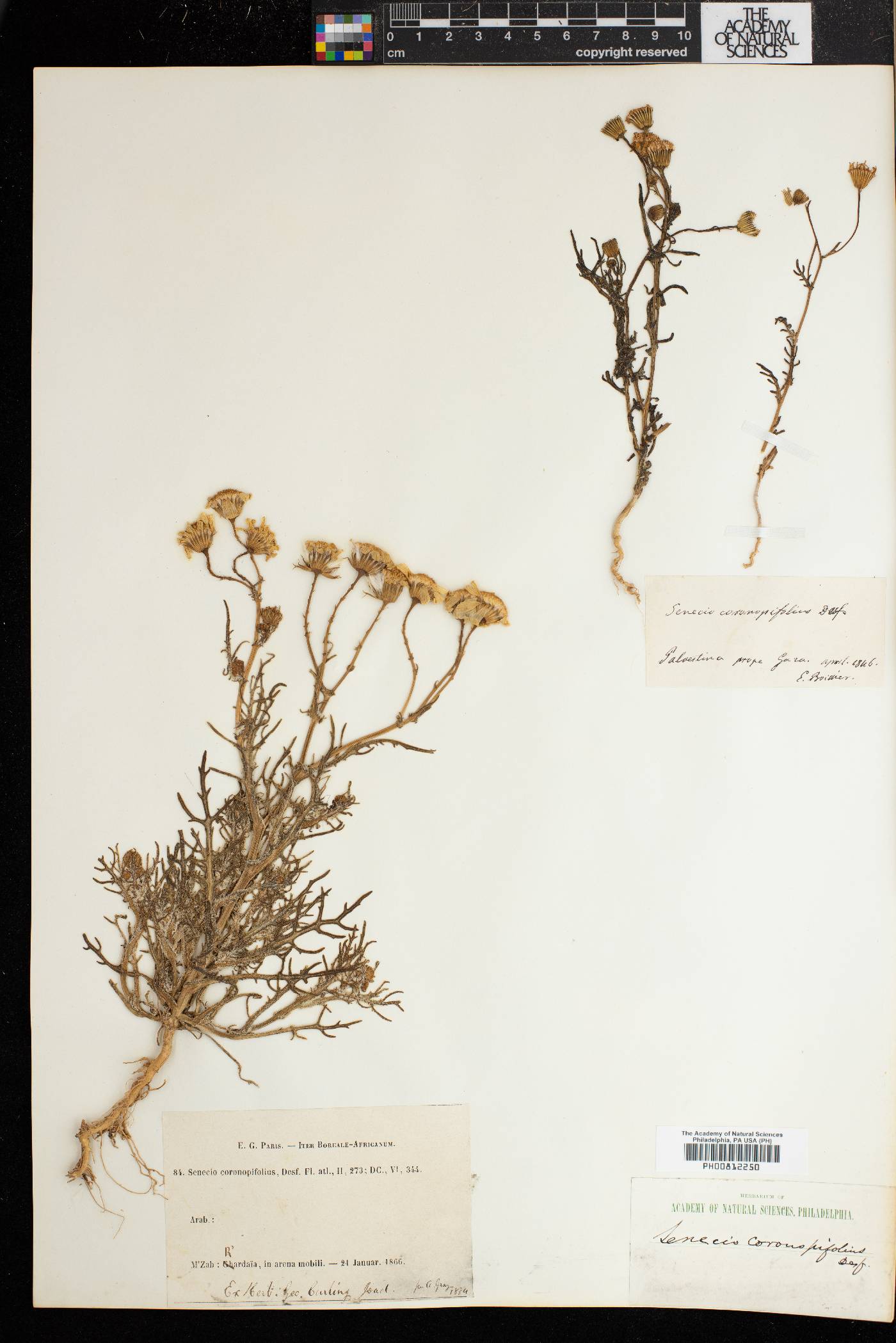 Senecio coronopifolius image