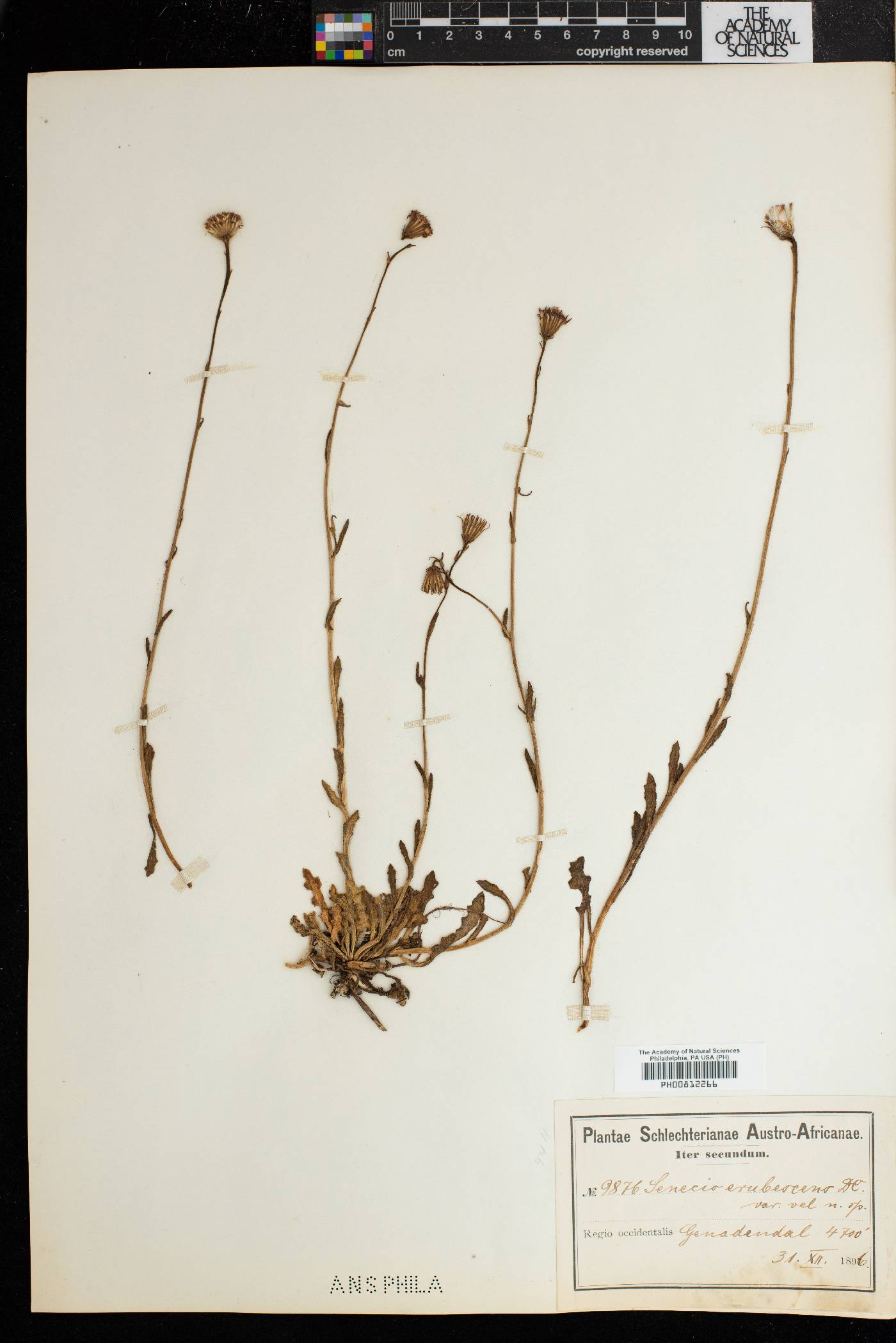 Senecio erubescens var. erubescens image