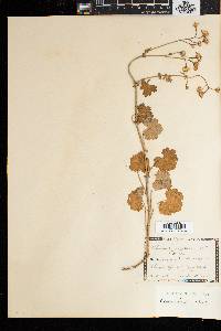 Image of Cineraria geifolia