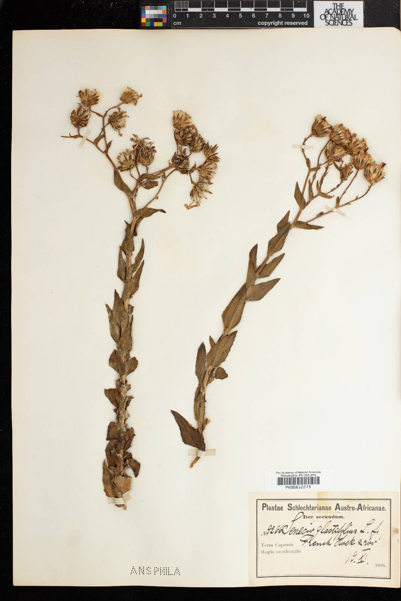 Senecio glastifolius image