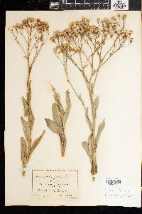 Senecio latifolius image