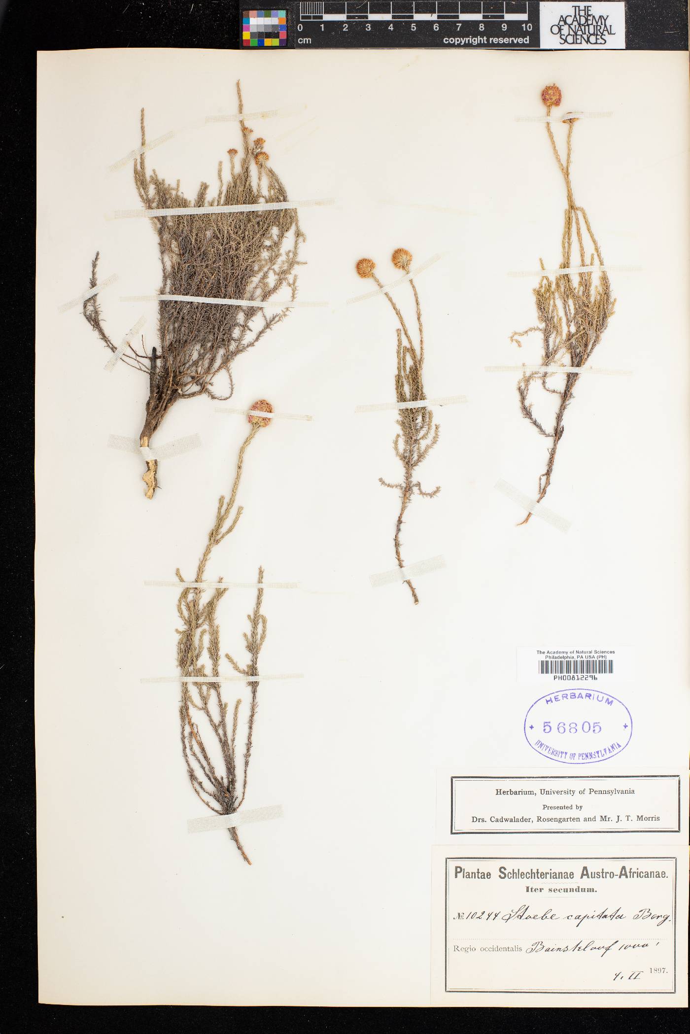 Stoebe capitata image