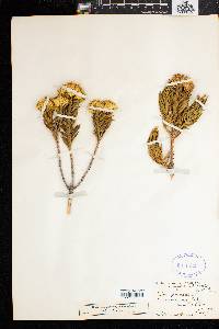 Image of Pteronia fasciculata