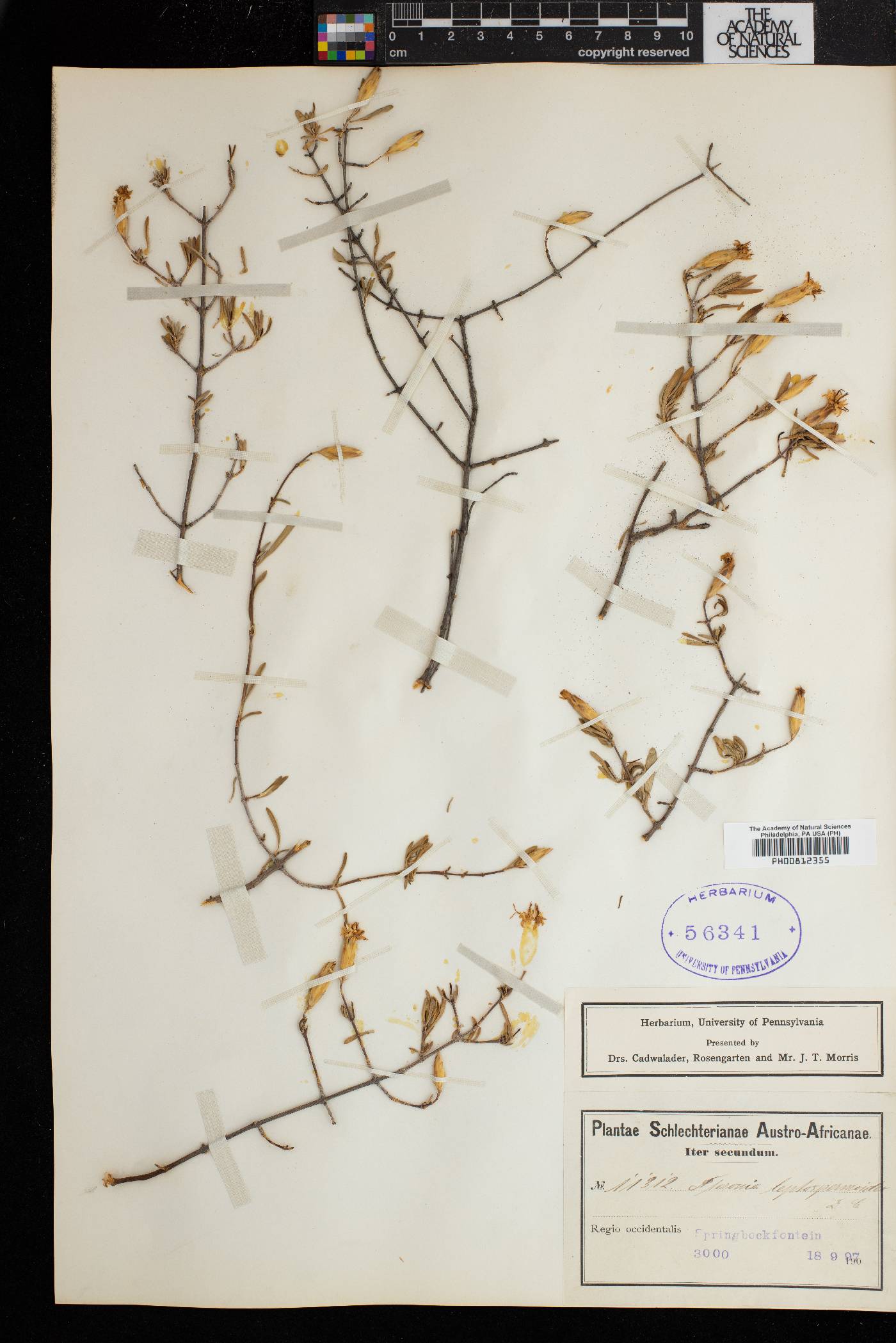 Pteronia leptospermoides image
